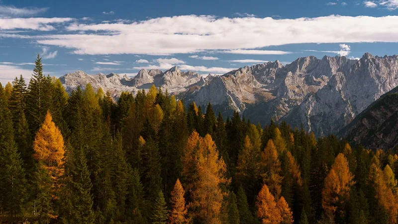 Goldener Herbstwald vor einer Bergkette