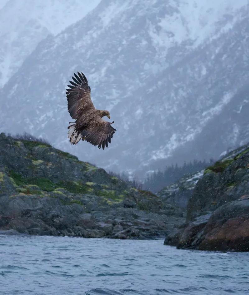 Greifvogel über einer weiten Berglandschaft
