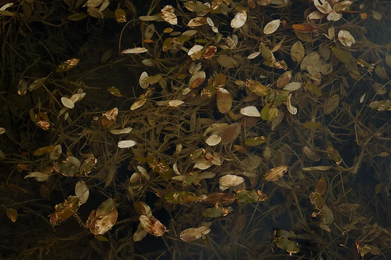 Herbstblätter auf dunklem Wasser